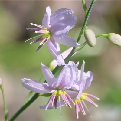 Arthropodium strictum (Chocolate Lily) at West Albury, NSW - 9 Oct 2024 by KylieWaldon