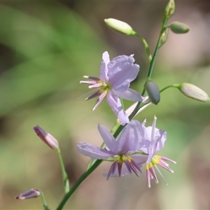 Arthropodium strictum at West Albury, NSW - 10 Oct 2024 10:25 AM