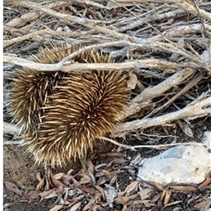 Tachyglossus aculeatus multiaculeatus (Kangaroo Island Echidna) at Kingscote, SA by MichaelMulvaney