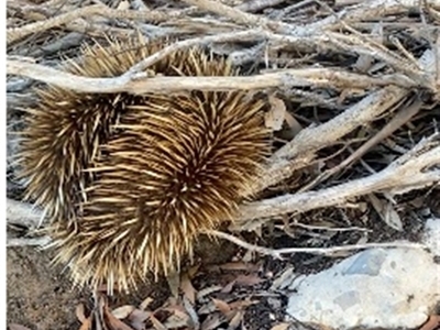 Tachyglossus aculeatus multiaculeatus (Kangaroo Island Echidna) by MichaelMulvaney