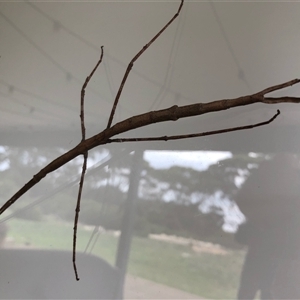 Ctenomorpha marginipennis (Margin-winged stick insect) at Kingscote, SA by MichaelMulvaney