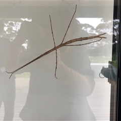 Ctenomorpha marginipennis at Kingscote, SA - 4 Jun 2023