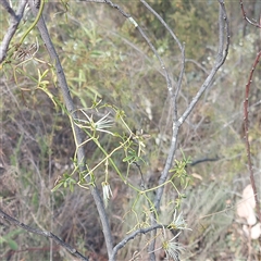 Clematis leptophylla (Small-leaf Clematis, Old Man's Beard) at Kambah, ACT - 9 Oct 2024 by GirtsO