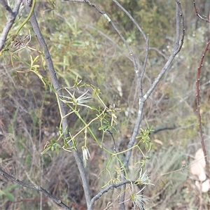 Clematis leptophylla at Kambah, ACT - 9 Oct 2024 11:53 AM