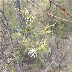 Clematis leptophylla at Kambah, ACT - 9 Oct 2024 11:53 AM