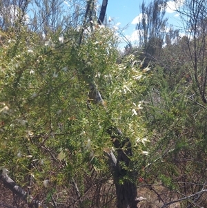 Clematis leptophylla at Kambah, ACT - 9 Oct 2024 11:53 AM