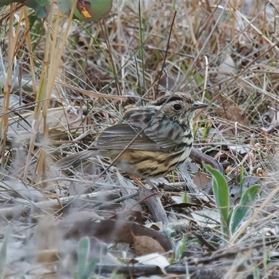 Pyrrholaemus sagittatus (Speckled Warbler) at Richardson, ACT - 10 Oct 2024 by RomanSoroka