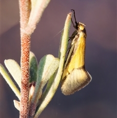 Philobota undescribed species near arabella (A concealer moth) at Chisholm, ACT - 10 Oct 2024 by RomanSoroka