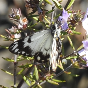 Belenois java at Acton, ACT - 10 Oct 2024