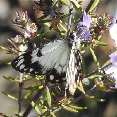 Belenois java (Caper White) at Acton, ACT - 10 Oct 2024 by HelenCross