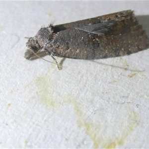 Cryptaspasma sordida at Belconnen, ACT - 10 Oct 2024