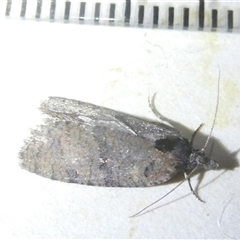 Cryptaspasma sordida at Belconnen, ACT - 10 Oct 2024