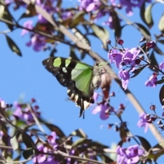 Graphium macleayanum (Macleay's Swallowtail) at Acton, ACT - 10 Oct 2024 by HelenCross