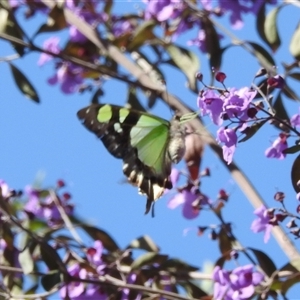 Graphium macleayanum at Acton, ACT - 10 Oct 2024