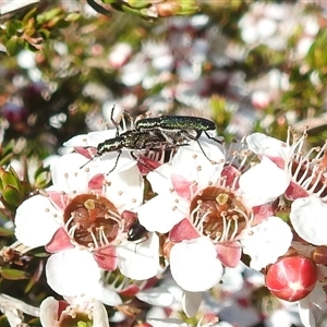 Cleridae sp. (family) at Acton, ACT - 10 Oct 2024