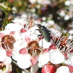 Cleridae sp. (family) at Acton, ACT - 10 Oct 2024