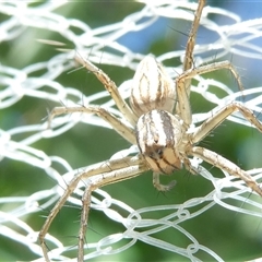 Oxyopes sp. (genus) (Lynx spider) at Belconnen, ACT - 10 Oct 2024 by JohnGiacon