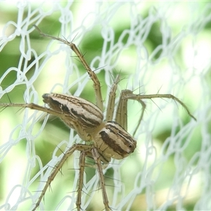 Oxyopes sp. (genus) at Belconnen, ACT - 10 Oct 2024