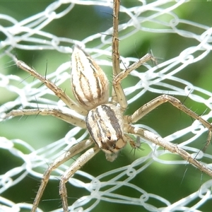 Oxyopes sp. (genus) at Belconnen, ACT - 10 Oct 2024