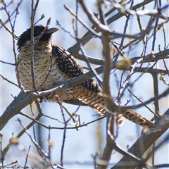 Eudynamys orientalis (Pacific Koel) at Harrison, ACT - 10 Oct 2024 by DPRees125