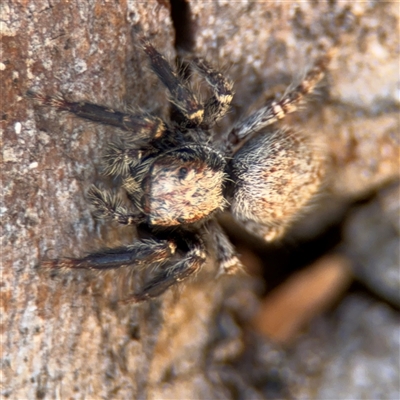 Servaea sp. (genus) (Unidentified Servaea jumping spider) at Russell, ACT - 10 Oct 2024 by Hejor1