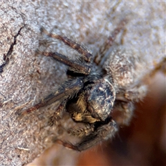 Servaea sp. (genus) at Russell, ACT - 10 Oct 2024