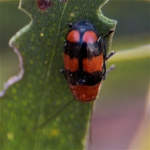 Aporocera (Aporocera) jocosa at Russell, ACT - 10 Oct 2024