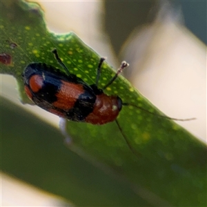 Aporocera (Aporocera) jocosa at Russell, ACT - 10 Oct 2024