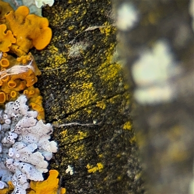 Chrysothrix sp. (genus) (A gold dust lichen) at Russell, ACT - 10 Oct 2024 by Hejor1