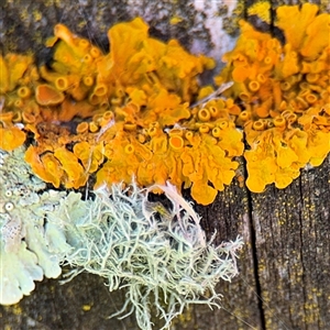 Usnea sp. (genus) at Russell, ACT - 10 Oct 2024