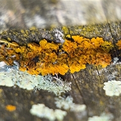 Usnea sp. (genus) at Russell, ACT - 10 Oct 2024