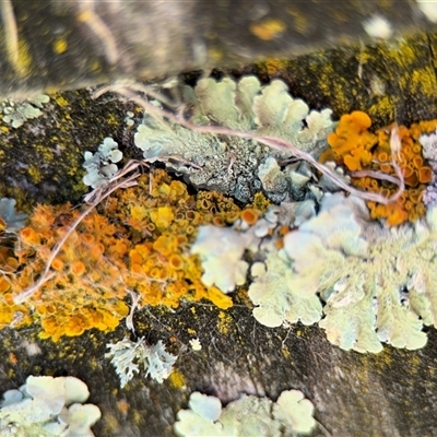 Flavoparmelia sp. (Flavoparmelia Lichen) at Russell, ACT - 10 Oct 2024 by Hejor1