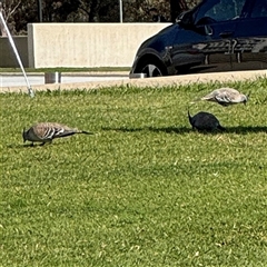 Ocyphaps lophotes (Crested Pigeon) at Russell, ACT - 10 Oct 2024 by Hejor1