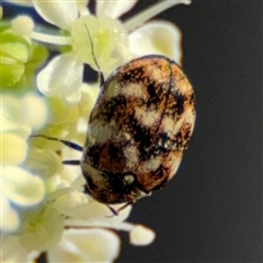 Anthrenus verbasci at Barton, ACT - 10 Oct 2024 04:20 PM