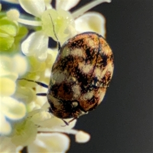 Anthrenus verbasci at Barton, ACT - 10 Oct 2024 04:20 PM