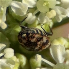 Anthrenus verbasci at Barton, ACT - 10 Oct 2024 04:20 PM