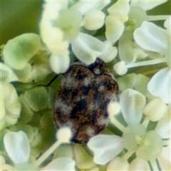 Anthrenus verbasci at Barton, ACT - 10 Oct 2024 04:20 PM