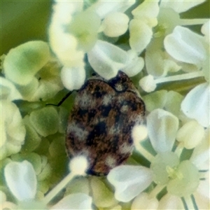 Anthrenus verbasci at Barton, ACT - 10 Oct 2024 04:20 PM