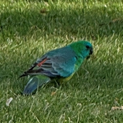 Psephotus haematonotus (Red-rumped Parrot) at Russell, ACT - 10 Oct 2024 by Hejor1