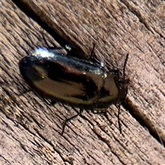 Chalcopteroides sp. (genus) (Rainbow darkling beetle) at Russell, ACT - 10 Oct 2024 by Hejor1