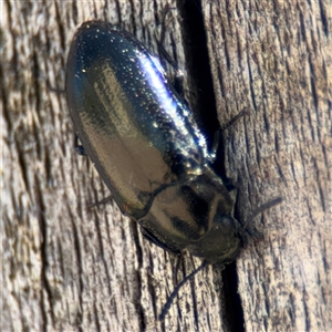 Chalcopteroides sp. (genus) at Russell, ACT - 10 Oct 2024 02:00 PM