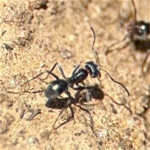 Iridomyrmex sp. (genus) at Russell, ACT - 10 Oct 2024 01:58 PM