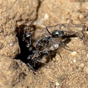 Iridomyrmex sp. (genus) at Russell, ACT - 10 Oct 2024 01:58 PM