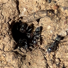 Iridomyrmex sp. (genus) at Russell, ACT - 10 Oct 2024 01:58 PM