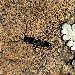 Formicidae (family) at Russell, ACT - 10 Oct 2024