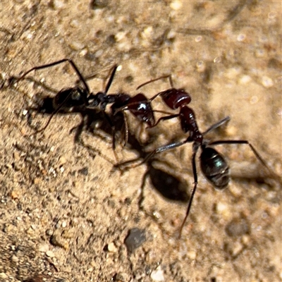 Iridomyrmex purpureus (Meat Ant) at Russell, ACT - 10 Oct 2024 by Hejor1