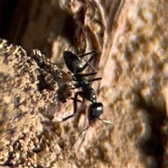 Iridomyrmex sp. (genus) (Ant) at Russell, ACT - 10 Oct 2024 by Hejor1