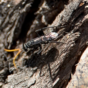 Fabriogenia sp. (genus) at Russell, ACT - 10 Oct 2024 01:44 PM