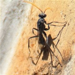 Fabriogenia sp. (genus) at Russell, ACT - 10 Oct 2024 01:44 PM