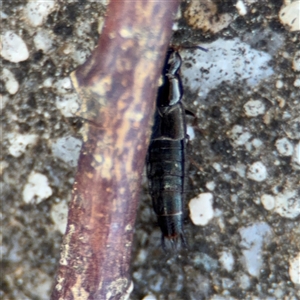 Staphylinidae (family) at Russell, ACT - 10 Oct 2024